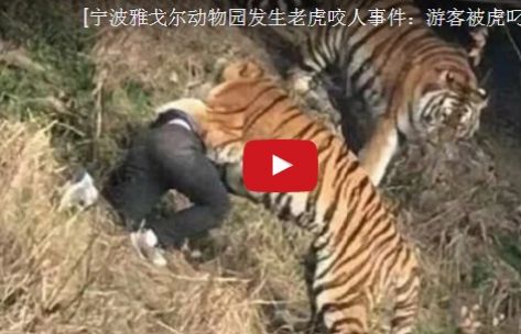 فيديو يصدم العالم.. نمر يأكل رجل أمام زوجته وابنته