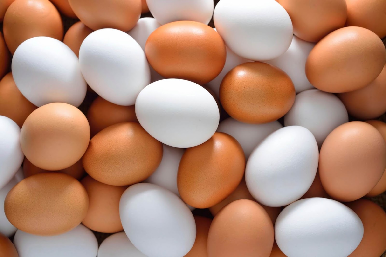 " الصناعة " تحدد أسعار بيض المائدة (تفاصيل)