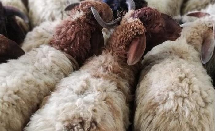 الحنيفات: لا احتكار في سوق اللحوم وأسعار الأضاحي ضمن المعدل