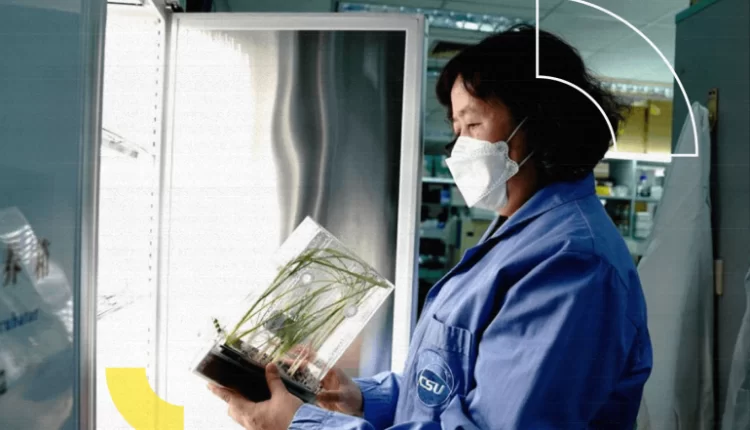 الصين تحصد أول محصول أرز "فضائي".. ما الذي يعنيه ذلك؟