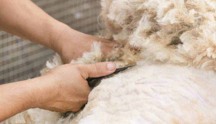 تراجع الطلب على صوف الأغنام لضعف التسويق والتصنيع والتدوير