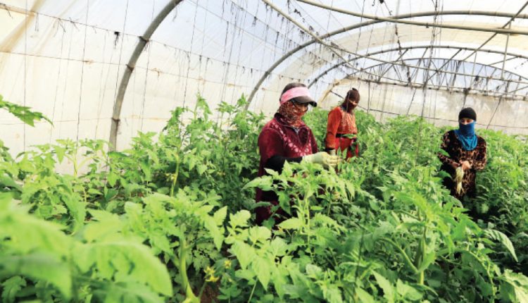 توفر فرص عمل ضمن مشروع العمل مقابل الأجر بزراعة الكورة