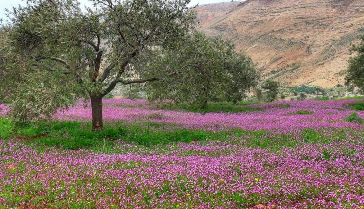 طقس ربيعي معتدل اليوم ومنخفض خماسيني غدًا