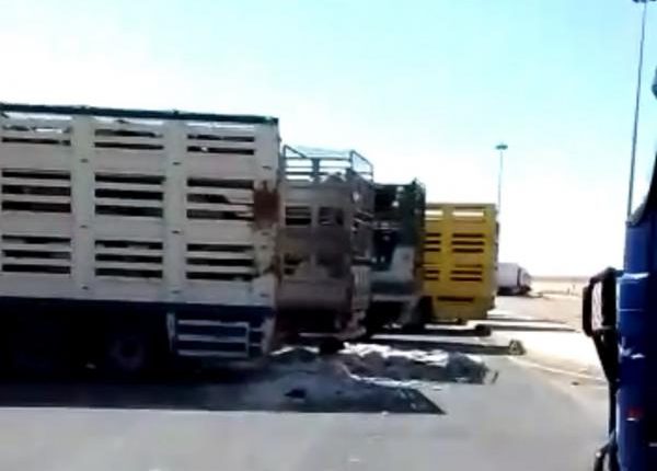 15 شاحنة أغنام بلدية تغادر للسعودية و15 ألف رأس جاهزة للتحميل