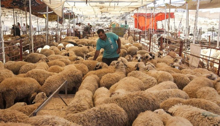 إربد: إقبال ملحوظ على الأضاحي وانخفاض الطلب على الملابس