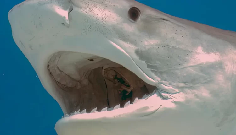 "مجزرة غير مرئية" تفتك بالكائنات البحرية في المحيط الأطلسي