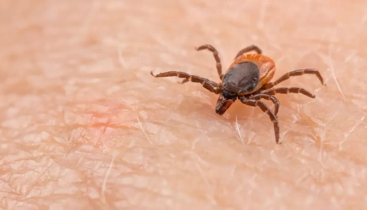 الأولى بالعالم.. وفاة يابانية بـ"فيروس أوز" من لدغة قرادة