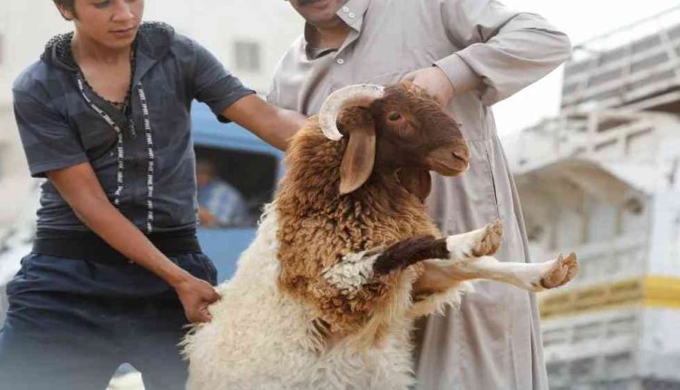 الأمانة تحدد أماكن بيع وذبح الأضاحي (أسماء)