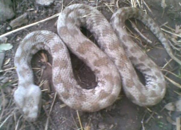 الطفيلة .. وفاة شاب بلدغة افعى سامة