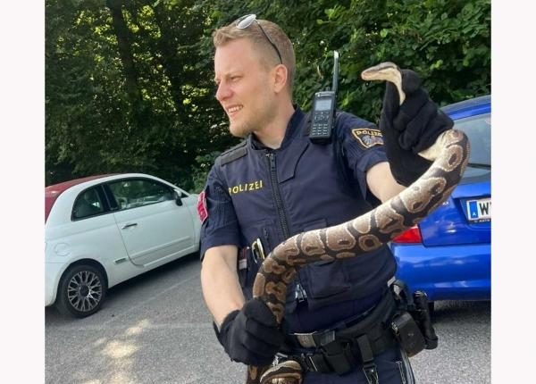 العثور على ثعبان طوله 1.5 متر بموقف سيارات في فيينا