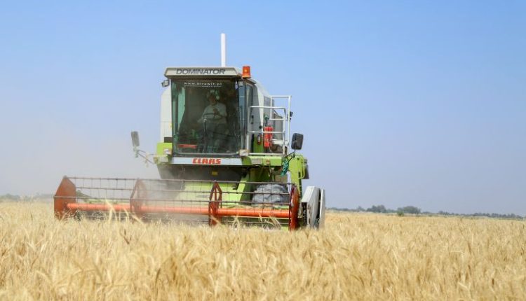 العراق يحقق الاكتفاء الذاتي من القمح خلال الموسم الحالي