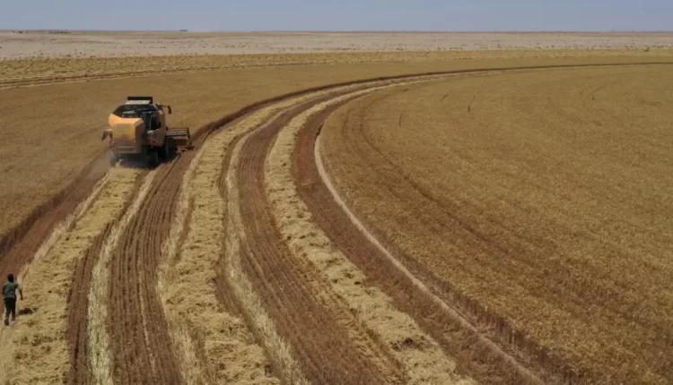 العراق يشتري ما يزيد عن 4.5 مليون طن من القمح المحلي