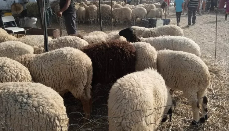 الغلاء يحرم عائلات من فرحة العيد.. تونسيون يروون