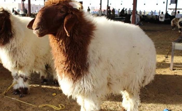 تجار اضاحي يكشفون حقيقة أسعارها .. والزراعة تؤكد الانخفاض