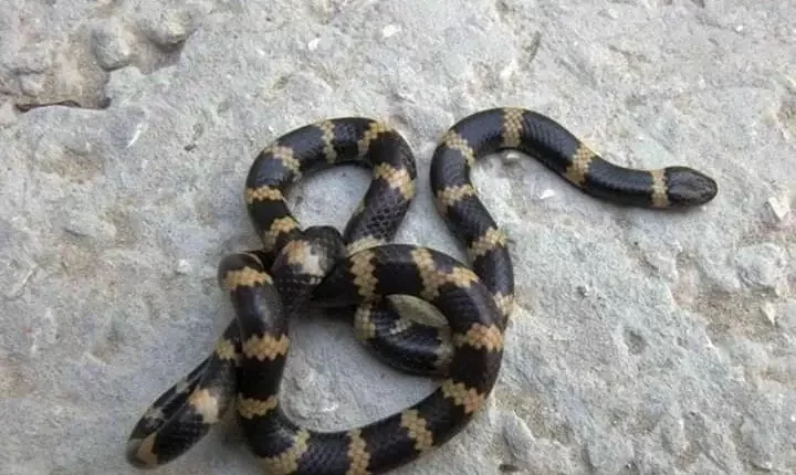 تعرض فتى 14 سنة للدغ من أفعى فلسطين في السلط