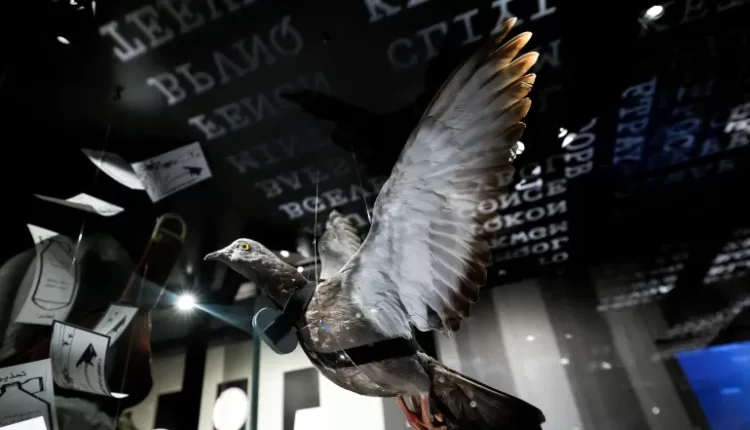 خفافيش مفخخة ودلافين انتحارية.. هكذا استغل الإنسان الحيوانات في حروبه