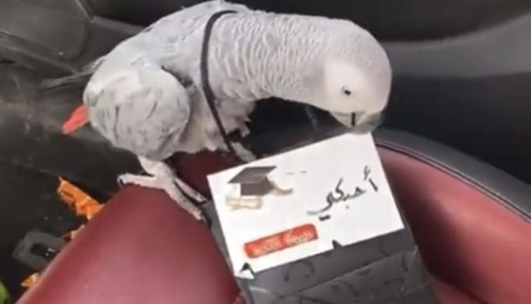 شاب يتفاجأ بـ ببغاء كاسكو مع مبلغ مالي وتعليق من أحلام