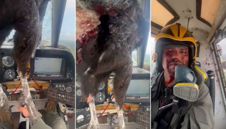 طائر يقتحم قمرة القيادة في سماء الإكوادور ويلطخ الطيار بالدماء
