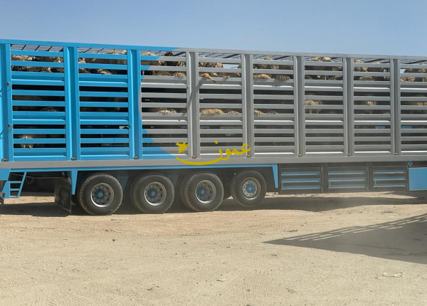 مصدرو اغنام: بيروقراطية بمحجر المفرق لفحص الأغنام قبل التصدير للسعودية