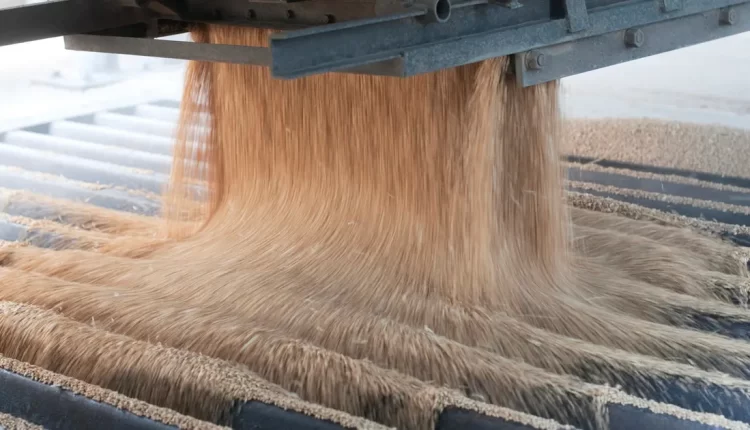 مصر تفقد لقب أكبر مستورد للقمح في العالم