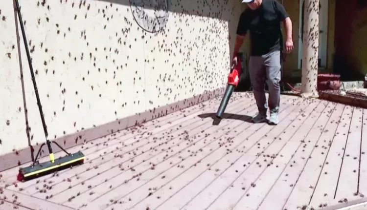 ملايين الصراصير تغزو بلدة صغيرة في نيفادا الأميركية