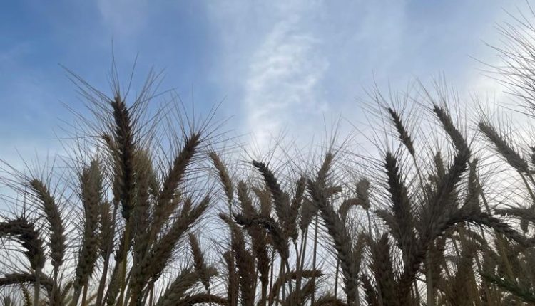 هل تنجح مصر بجمع المحصول الكافي من القمح المحلي هذا العام؟