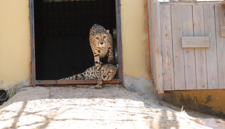 في حالة نادرة.. ضبط شخص يقتني أسدا وفهدان في منزله في الأردن