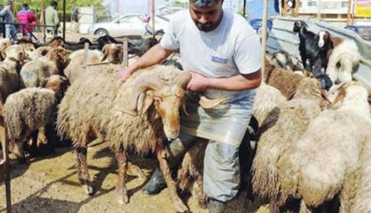 الأمانة: (36457) أضحية تم ذبحها في مواقع الحظائر