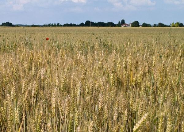 الأمم المتحدة: روسيا لم تقدم حبوب مجانية لبرنامج الأغذية العالمي