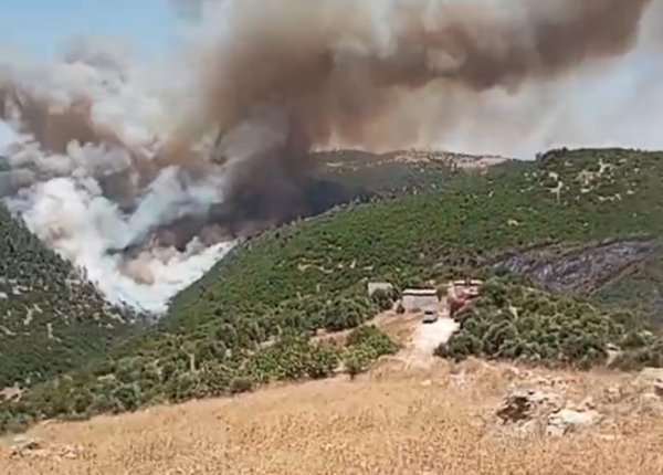 الحنيفات عن حريق وديان الشام: من النوع التاجي وتجدد بفعل الرياح