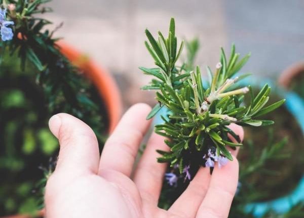 فوائد شاي إكليل الجبل لا تقدر بثمن