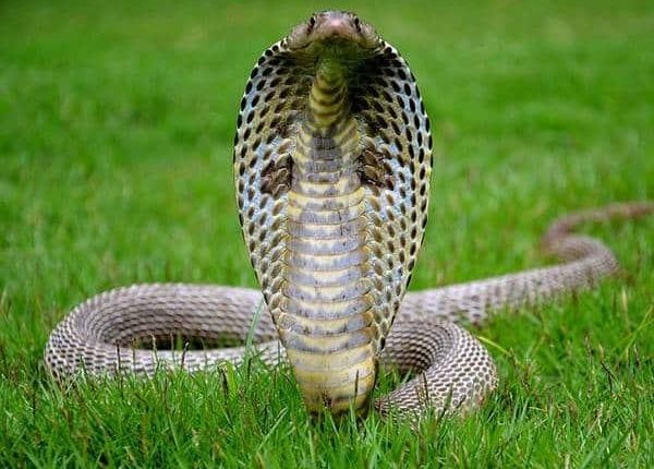 بالمشاركة مع أفعى وعازف.. قتلت حبيبها!