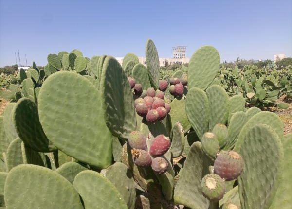 محطة المشقر الزراعية تدخل 60 صنفا من الصبار للأردن